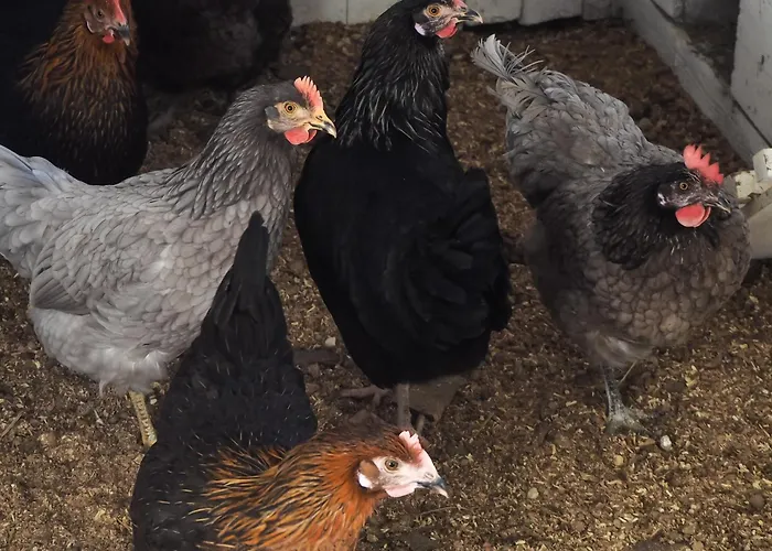 Immergruen * 斯特滕阿卡顿玛